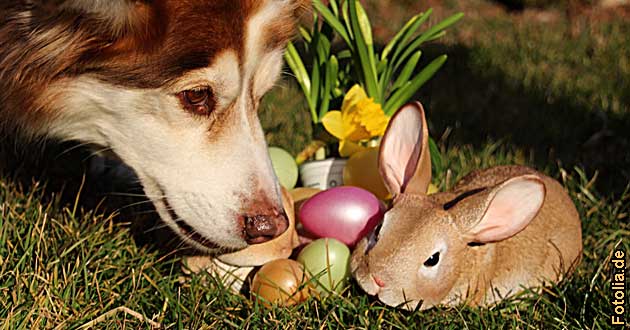 Osterurlaub mit Hund - Ostern mit Hund - Kurzurlaub Osterferien Osterreise